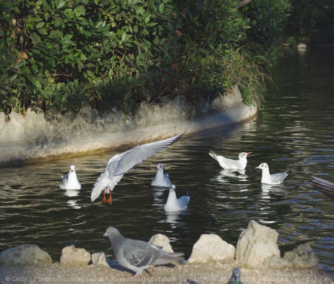 Photo de Mouette