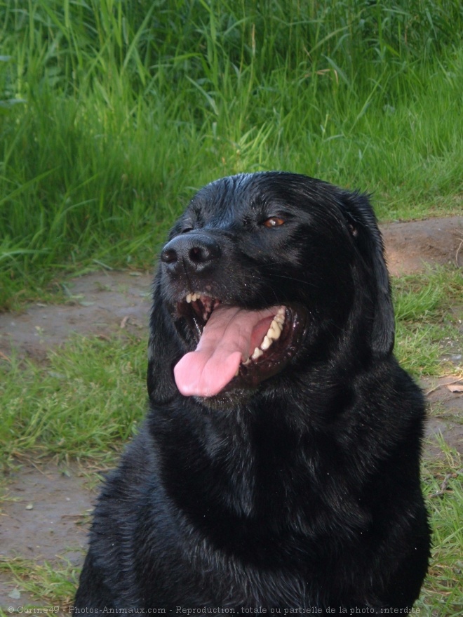 Photo de Labrador retriever