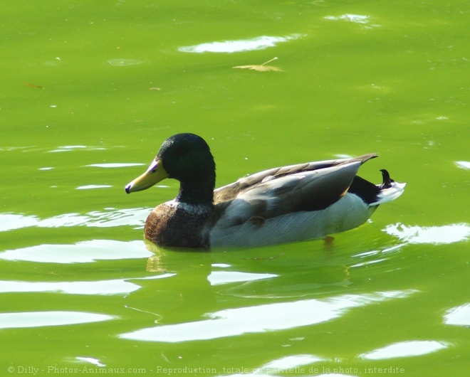 Photo de Canard colvert