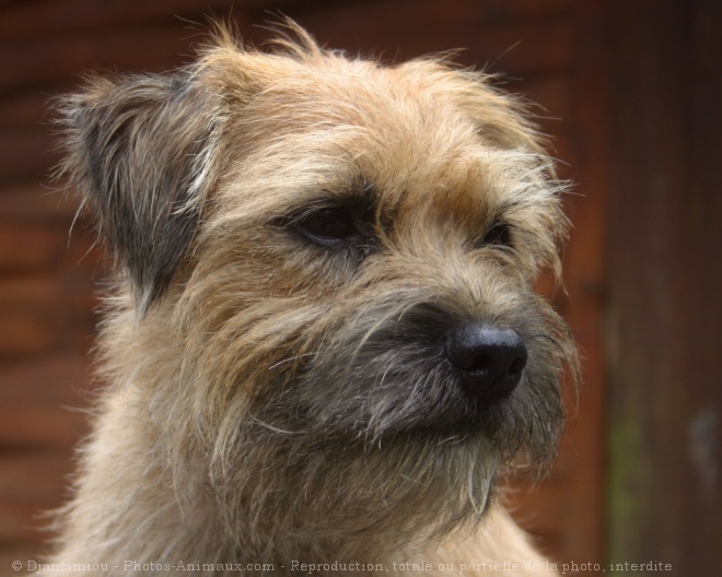 Photo de Border terrier