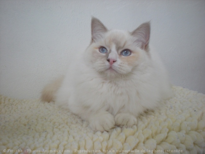 Photo de Ragdoll