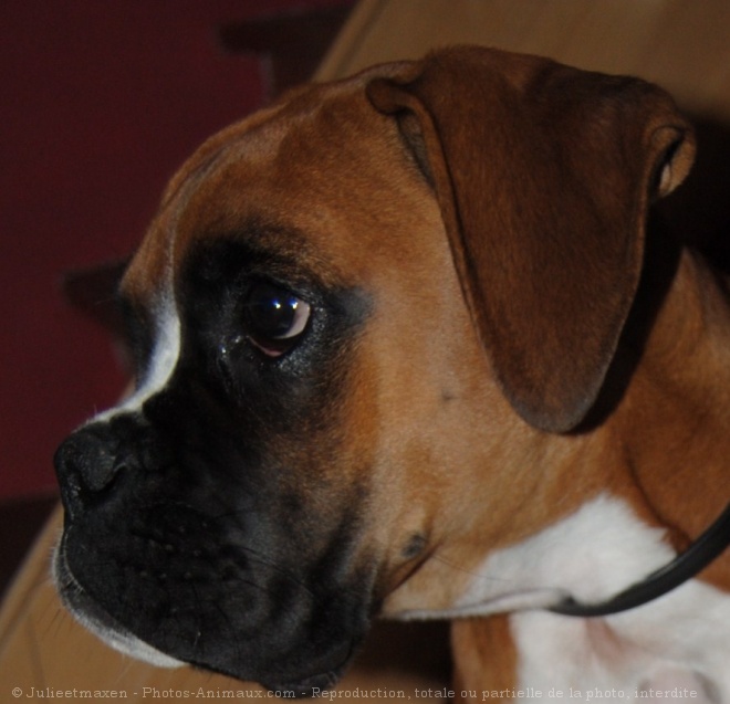 Photo de Boxer