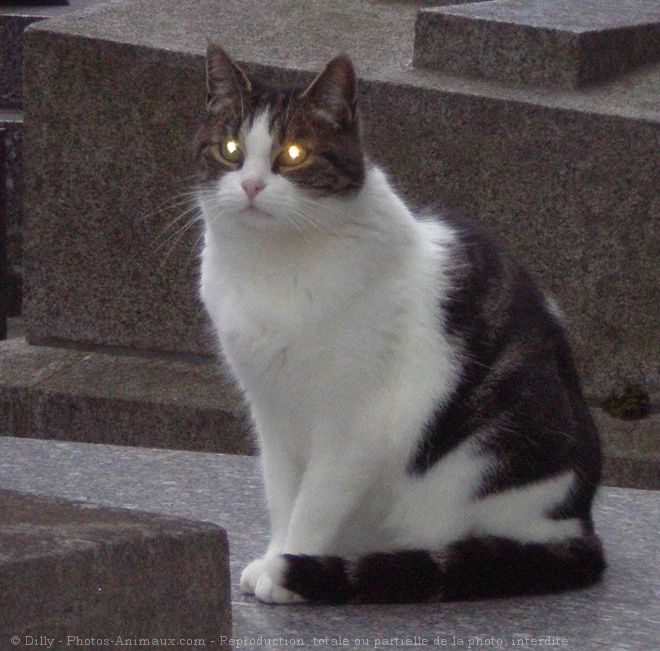 Photo de Chat domestique