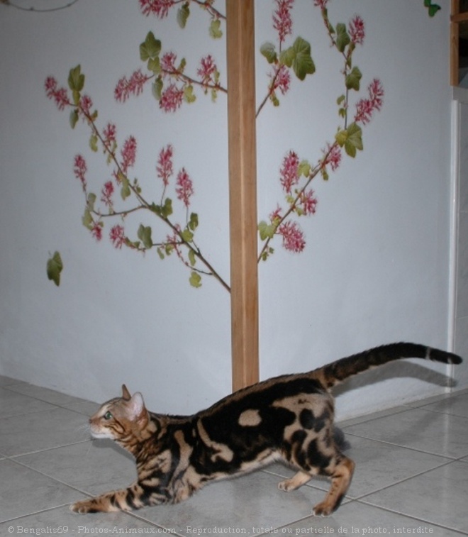 Photo de Bengal