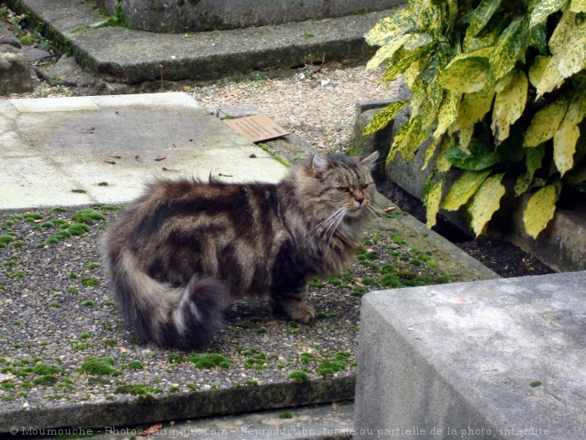 Photo de Chat domestique