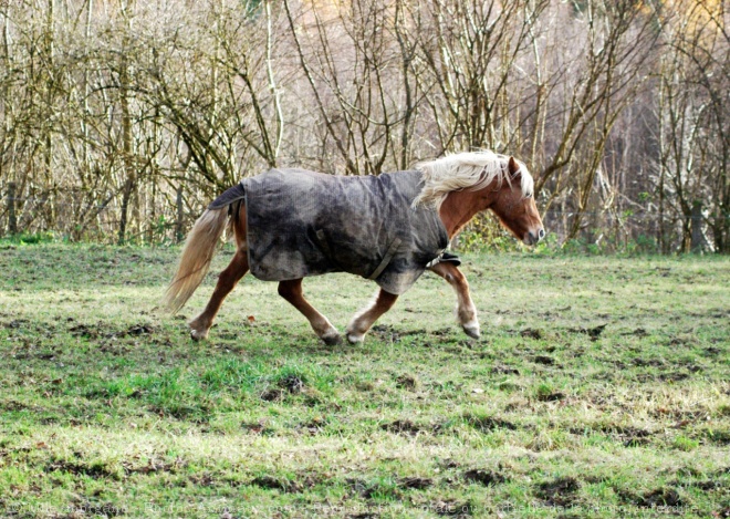 Photo de Haflinger