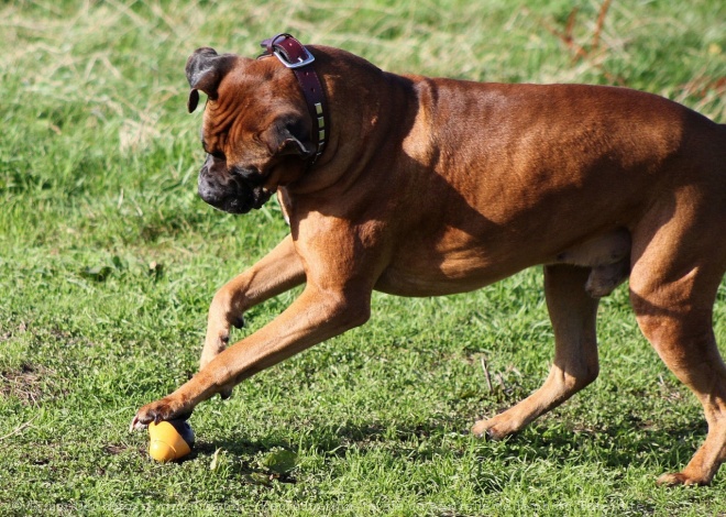 Photo de Boxer