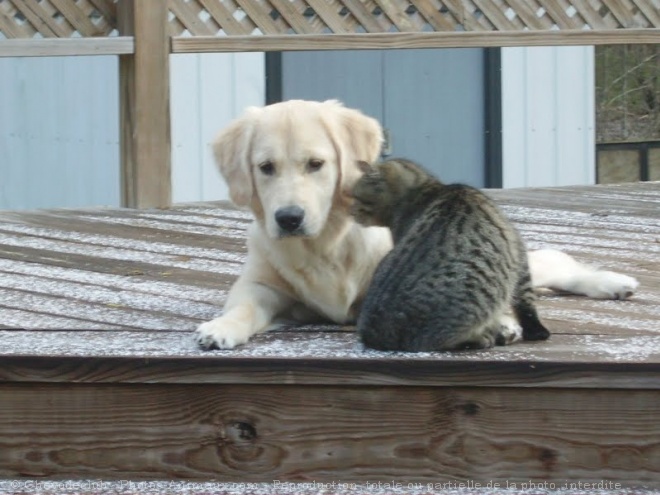 Photo de Golden retriever