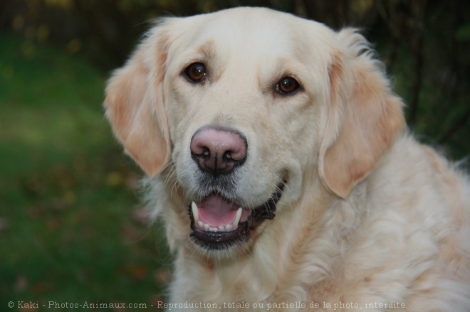 Photo de Golden retriever