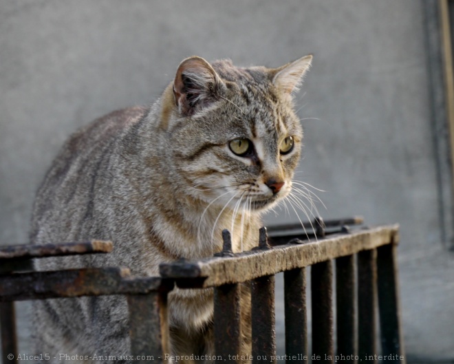 Photo de Chat domestique