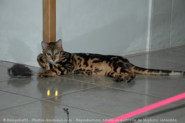 Photo de Bengal