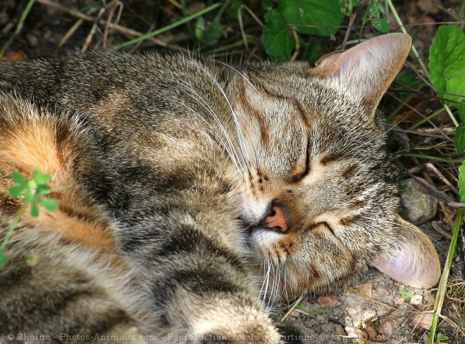 Photo de Chat domestique