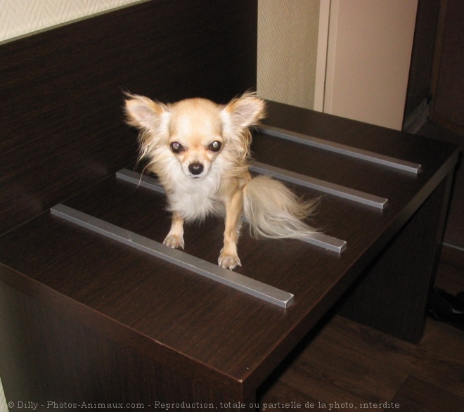 Photo de Chihuahua  poil long