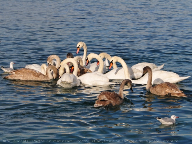 Photo de Cygne