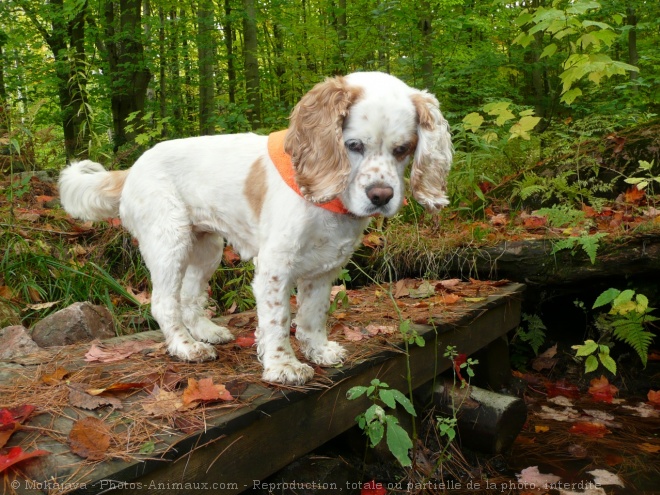 Photo de Cocker amricain