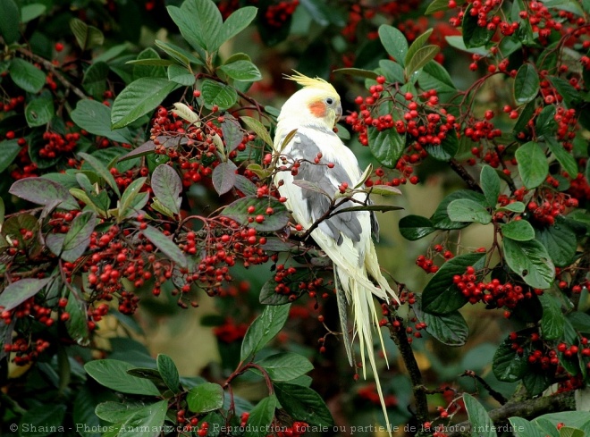 Photo de Perruche calopsitte