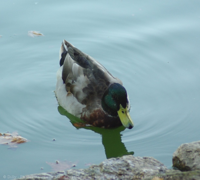 Photo de Canard colvert