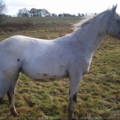 Photo d'Appaloosa