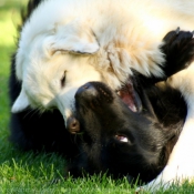 Photo de Races diffrentes