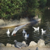 Photo de Mouette