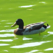 Photo de Canard colvert