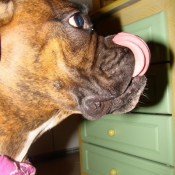 Photo de Boxer