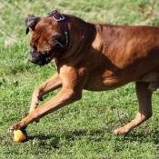 Photo de Boxer