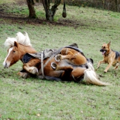 Photo de Haflinger