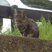 Photo de Chat domestique