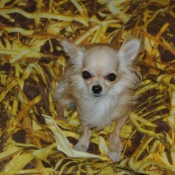 Photo de Chihuahua  poil long