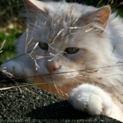 Photo de Maine coon