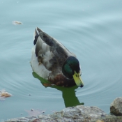 Photo de Canard colvert