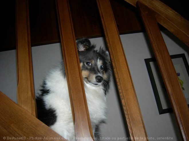 Photo de Chien de berger des shetland