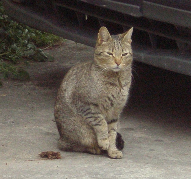 Photo de Chat domestique