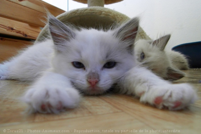 Photo de Ragdoll