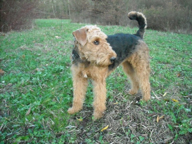 Photo d'Airedale terrier