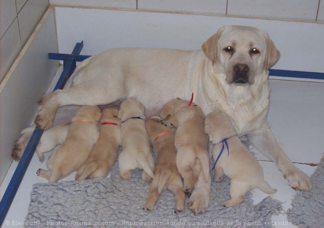 Photo de Labrador retriever