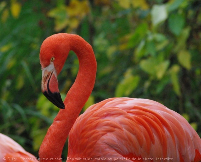 Photo de Flamand rose