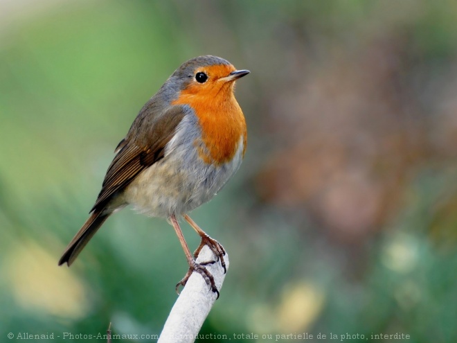 Photo de Rouge gorge