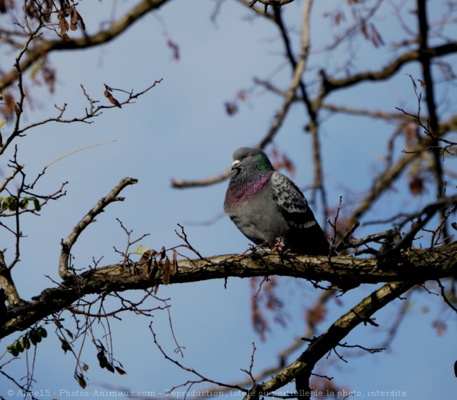 Photo de Pigeon