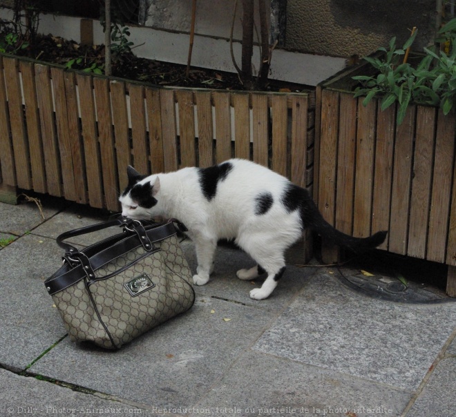 Photo de Chat domestique