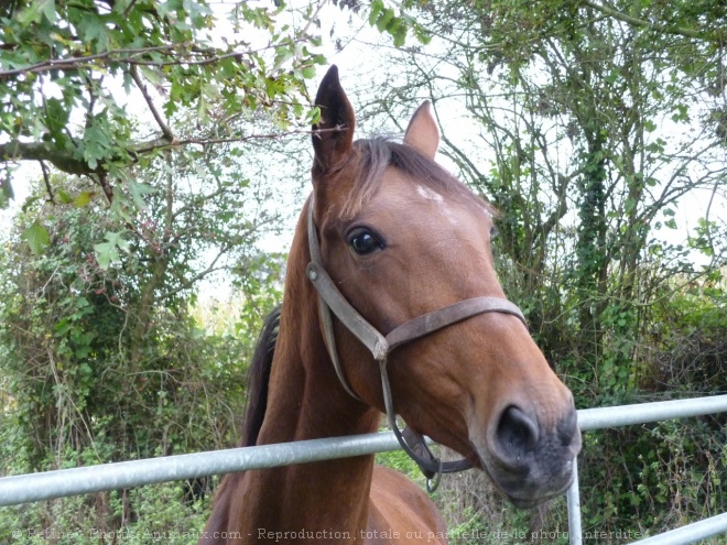 Photo de Trotteur franais