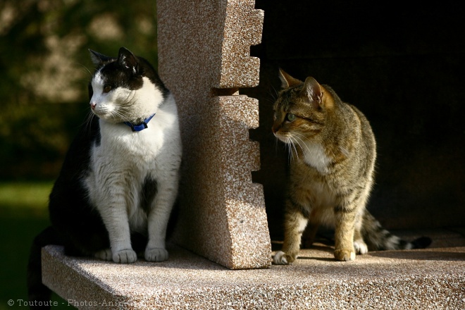 Photo de Chat domestique