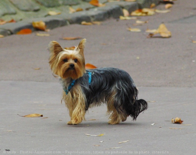 Photo de Yorkshire terrier