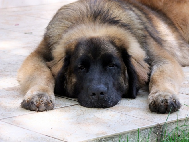 Photo de Leonberg