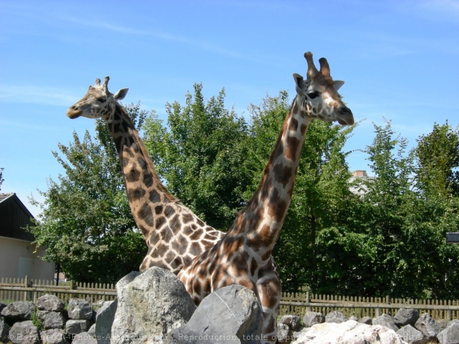 Photo de Girafe