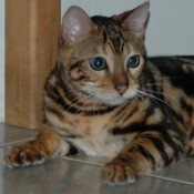 Photo de Bengal