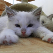 Photo de Ragdoll