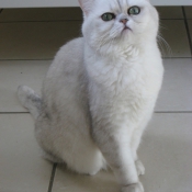 Photo d'Exotic shorthair