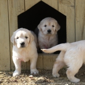 Photo de Golden retriever